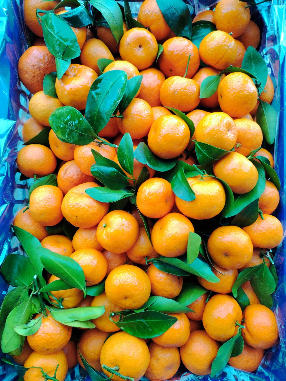 SWEET TANGERINE - Image 2