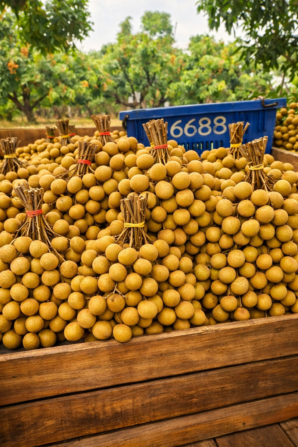 LONGAN JUMBO